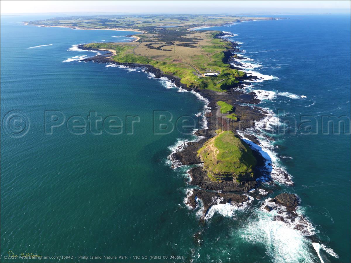 Peter Bellingham Photography Philip Island Nature Park - VIC SQ (PBH3 00 34658)